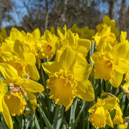 Callantsduyne 21 With Groote Keeten Dune View Apartmán *