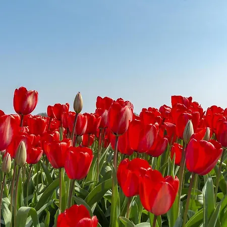 Callantsduyne 21 With Groote Keeten Dune View Apartmán Callantsoog