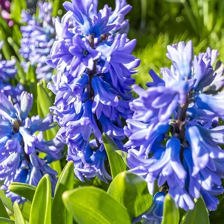 Callantsduyne 21 With Groote Keeten Dune View Apartmán *